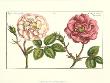 De Passe Roses Alba by Crispijn De Passe Limited Edition Print