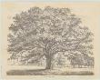 Bounds Park Oak by Jacob George Strutt Limited Edition Print