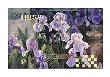 Flower Competiton by Bai Xue Limited Edition Pricing Art Print