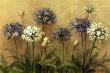 Agapanthus by Danhui Nai Limited Edition Print