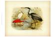 Heron And Ibis by Jacob Studer Limited Edition Print