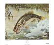 Black Bass by William J. Schaldach Limited Edition Print