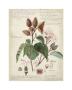 Descube Botanical V by A. Descube Limited Edition Print
