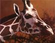 Giraffe Grande by T. C. Chiu Limited Edition Print