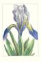 De Passe Iris Iii by Crispijn De Passe Limited Edition Pricing Art Print