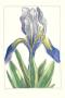 De Passe Iris Iii by Crispijn De Passe Limited Edition Print