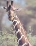 Giraffe by Robert Winslow Limited Edition Print