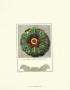 Antique Rosette Ii by Carlo Antonini Limited Edition Print