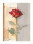 Beautiful Red Rose by Marita Stock Limited Edition Print