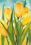 Giant Yellow Tulips by Alfred Gockel Limited Edition Print