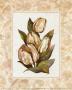 Fleur Du Jour, Tulip by Jerianne Van Dijk Limited Edition Pricing Art Print