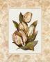 Fleur Du Jour, Tulip by Jerianne Van Dijk Limited Edition Print
