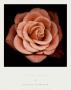 Coral Rose by Harold Feinstein Limited Edition Print