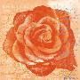 Rose In Orange by Anna Flores Limited Edition Print