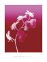 Summer Orchid by Nina Farrell Limited Edition Pricing Art Print