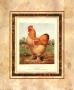 Buff. Cochin Cock by Cassell's Poultry Book Limited Edition Pricing Art Print