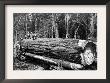 Fallen Old Growth by Clark Kinsey Limited Edition Print