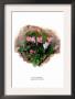 Cyclamen Libanoticum by H.G. Moon Limited Edition Print