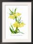 Fritillaria Askabadensis by H.G. Moon Limited Edition Pricing Art Print