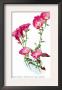 Oenothera Speciosa Var Rosea by H.G. Moon Limited Edition Print
