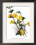 Jasminum Primulinum by H.G. Moon Limited Edition Pricing Art Print