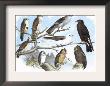 Femerol And Richardson's Falcons, Isabella Hawk, Acadian Owl by Theodore Jasper Limited Edition Print