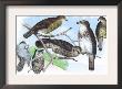 Owls, Buzzards, And Peregrine Falcon by Theodore Jasper Limited Edition Pricing Art Print
