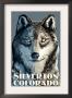 Silverton, Colorado - Wolf Up Close, C.2009 by Lantern Press Limited Edition Print