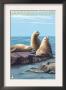 Monterey Coast, California - Sea Lions, C.2009 by Lantern Press Limited Edition Pricing Art Print