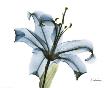 Blue Stargazer Lily by Albert Koetsier Limited Edition Pricing Art Print