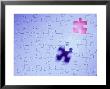 Jigsaw Puzzle by Fred Slavin Limited Edition Pricing Art Print