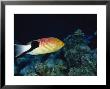 Chisel Tooth Wrasse, Fiji by Richard Cummins Limited Edition Pricing Art Print
