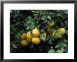 Grapefruit Trees, Brandenton by Jim Schwabel Limited Edition Print