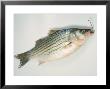 Fish On Hook by Peter Ardito Limited Edition Print