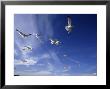 Seagulls In Flight by David Doody Limited Edition Pricing Art Print