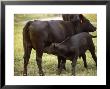 Calf Feeding From Mother, Tn by Ed Lallo Limited Edition Print