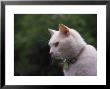 Close-Up Of White Cat by Aneal Vohra Limited Edition Print