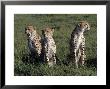 Cheetah Cubs, Serengeti National Park, Tanzania by Ralph Reinhold Limited Edition Print