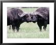 Cape Buffalo Touching Noses, Tanzania by Ralph Reinhold Limited Edition Pricing Art Print
