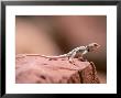 Collared Lizard, Crotaphytus Bicinctores by Amy And Chuck Wiley/Wales Limited Edition Pricing Art Print