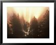 Sun Light Filters Through Trees by George Cassidy Limited Edition Print