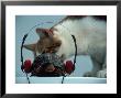 Cat Looking At Turtle With Headphones by Chris Rogers Limited Edition Print