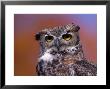Great Horned Owl, Bubo Virginianus, Co by James Frank Limited Edition Print
