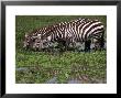 Zebras Drinking In Swamp, Masai Mara, Kenya by Michele Burgess Limited Edition Print