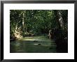 Creek Wandering Through The Woods, Gallant by Jeff Randall Limited Edition Print