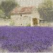 Tuscan Lavender by Bret Staehling Limited Edition Pricing Art Print