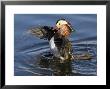 Mandarin Duck Wing Flapping by Russell Burden Limited Edition Print