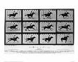 Movements Of A Galloping Horse by Eadweard Muybridge Limited Edition Print