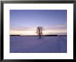 Tree During Sunrise, Gimli, Manitoba by Keith Levit Limited Edition Pricing Art Print