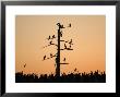 Birds On Tree, Lake Scenes by Keith Levit Limited Edition Pricing Art Print